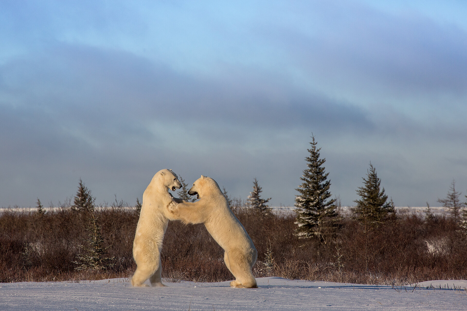 Polar Bear Summer - Marco Polo Film AG